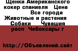 Щенки Американского кокер спаниеля › Цена ­ 15 000 - Все города Животные и растения » Собаки   . Чувашия респ.,Чебоксары г.